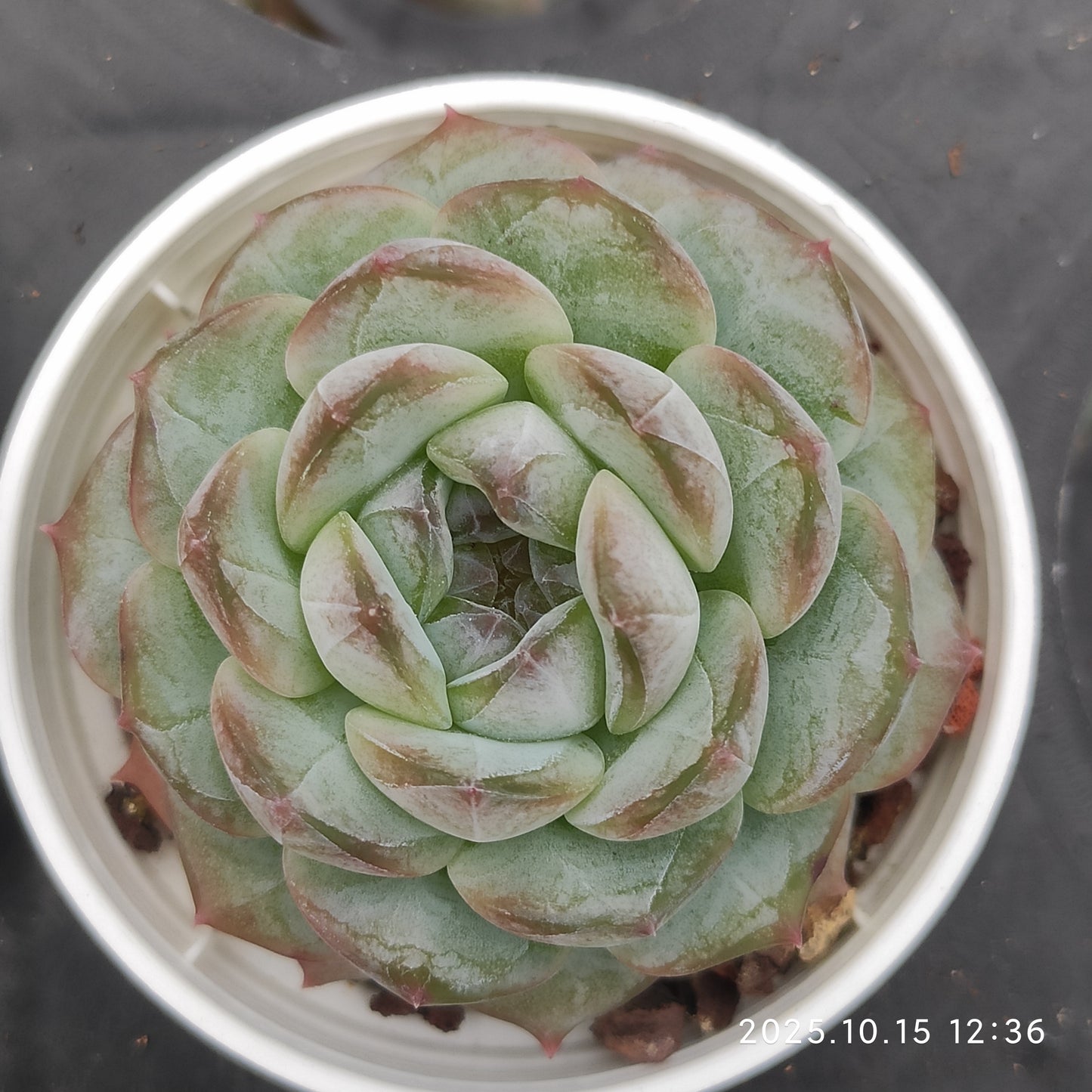 21462 Echeveria Ice Spirit Hyb (5.5cm pot size)