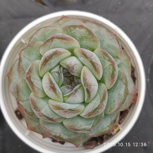 21462 Echeveria Ice Spirit Hyb (5.5cm pot size)