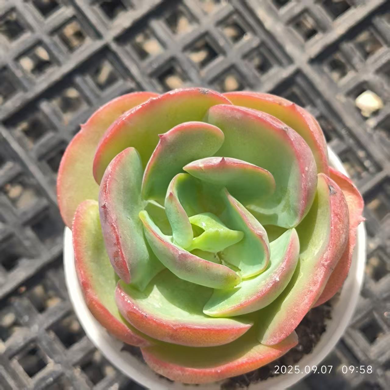 FFH358 Echeveria Peach Pride(5.5cm pot size)