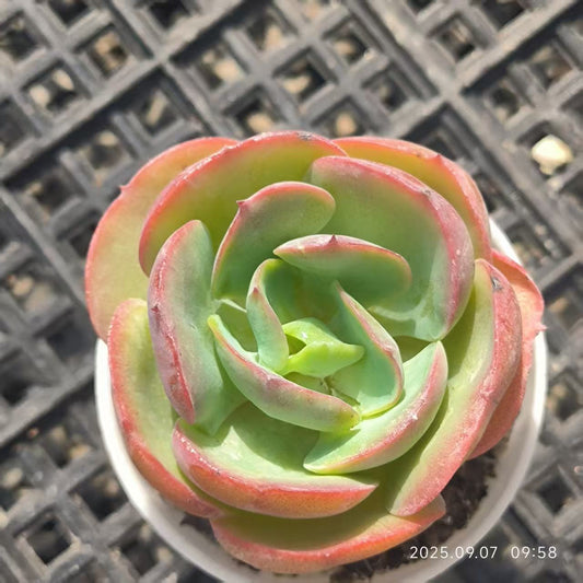 FFH358 Echeveria Peach Pride(5.5cm pot size)