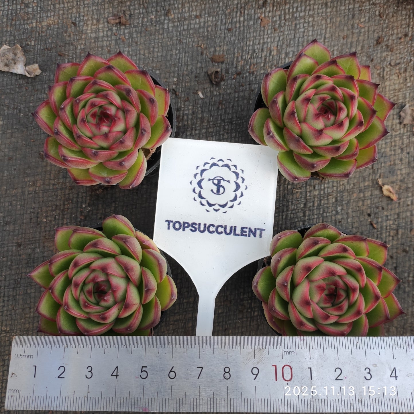 4513 Echeveria Moon Stone (5.5cm pot size)