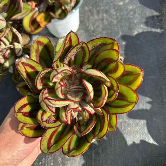 24446 Echeveria Nodulosa (12cm pot size)
