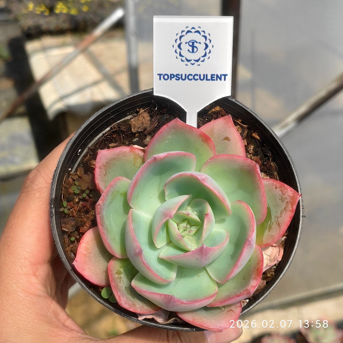 0382 Echeveria Neon Light (9cm pot size)