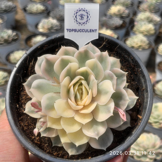 20167 Echeveria Onslow Variegated (12cm pot size)