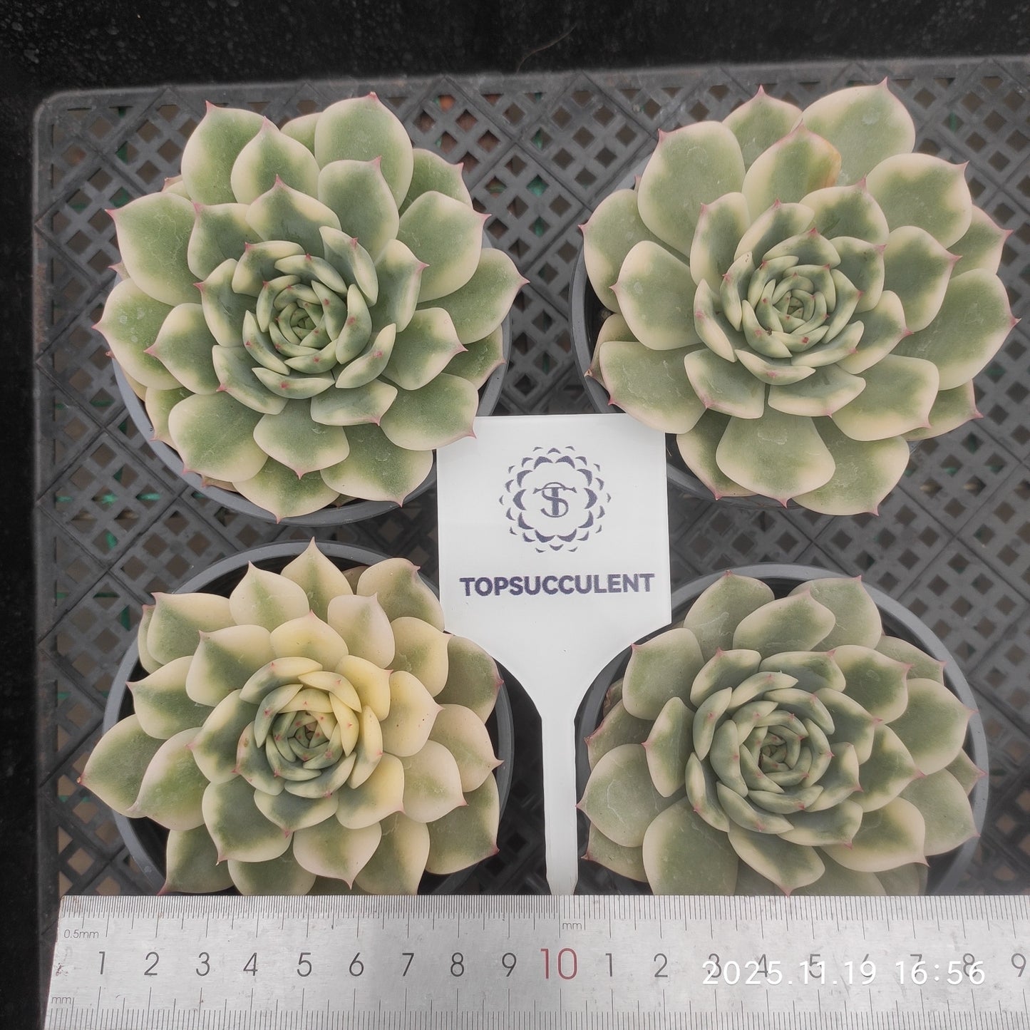 22744 Echeveria Erica Variegated (9cm pot size)
