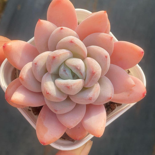 360094 Echeveria Spark Snow (6.5cm pot size)