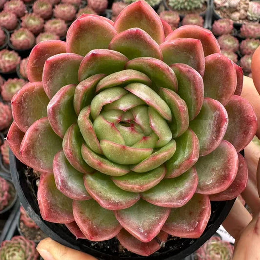 22997 Echeveria Strawberry Pudding (10cm pot size)