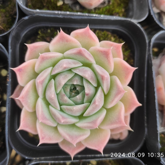 QN518 Echeveria Helena