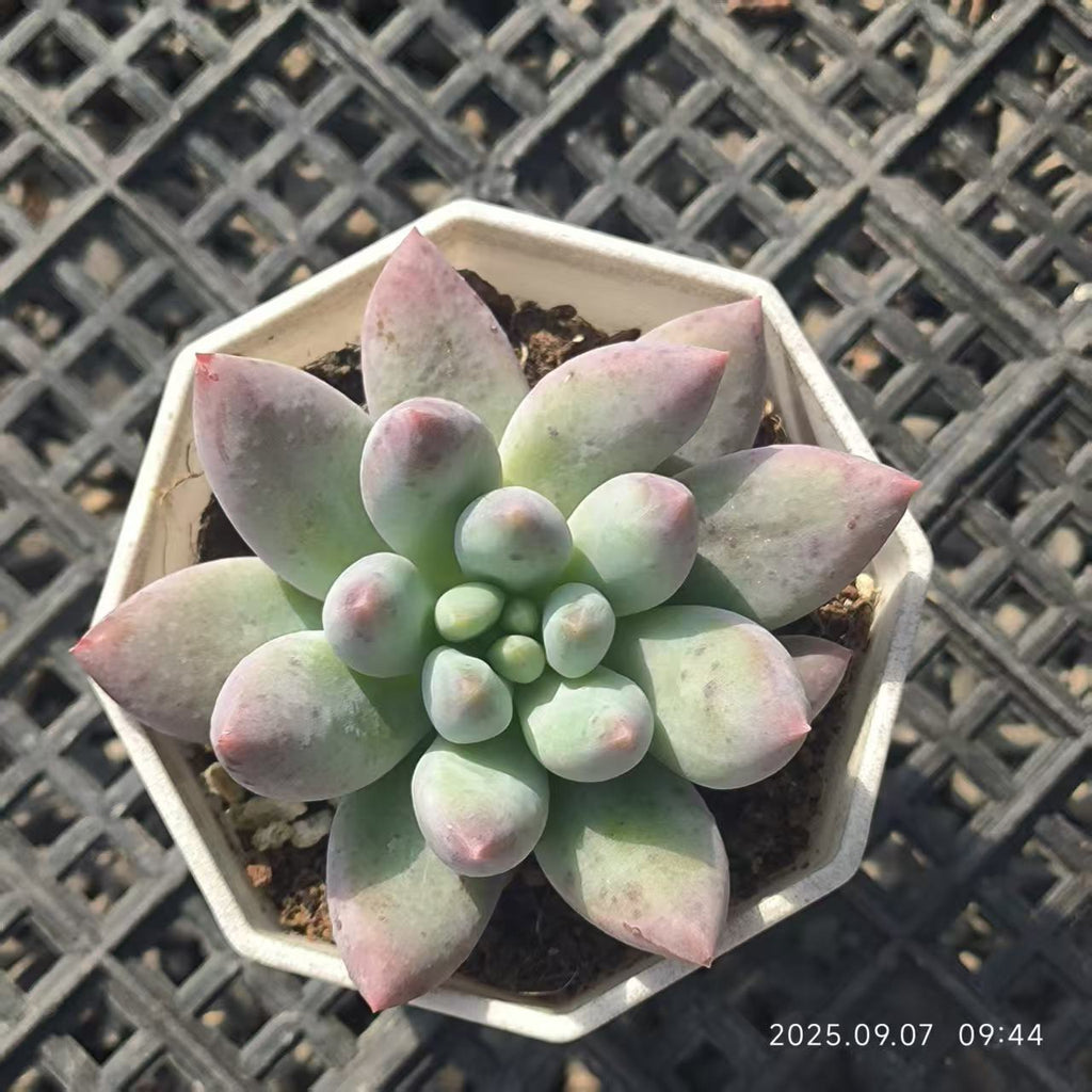 FFH341 Echeveria Angels Finger(6.5cm pot size)