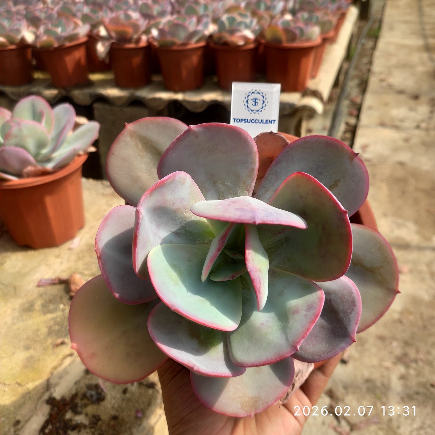 22847 Echeveria Breland (9cm pot size)
