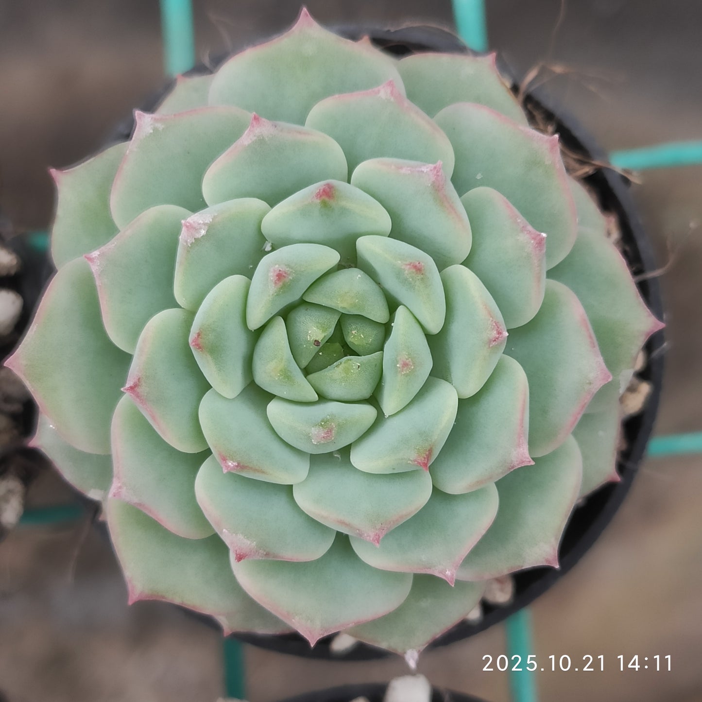 21914 Echeveria Rose Lily (5.5cm pot size)