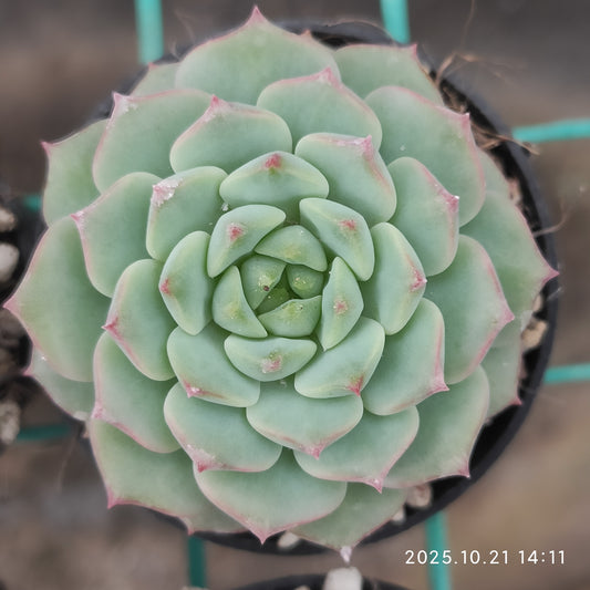 21914 Echeveria Rose Lily (5.5cm pot size)