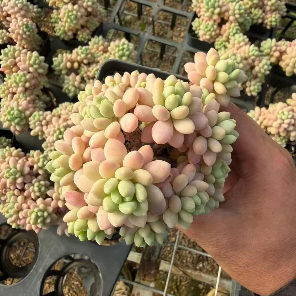25759 Echeveria Rococo (7cm pot size)