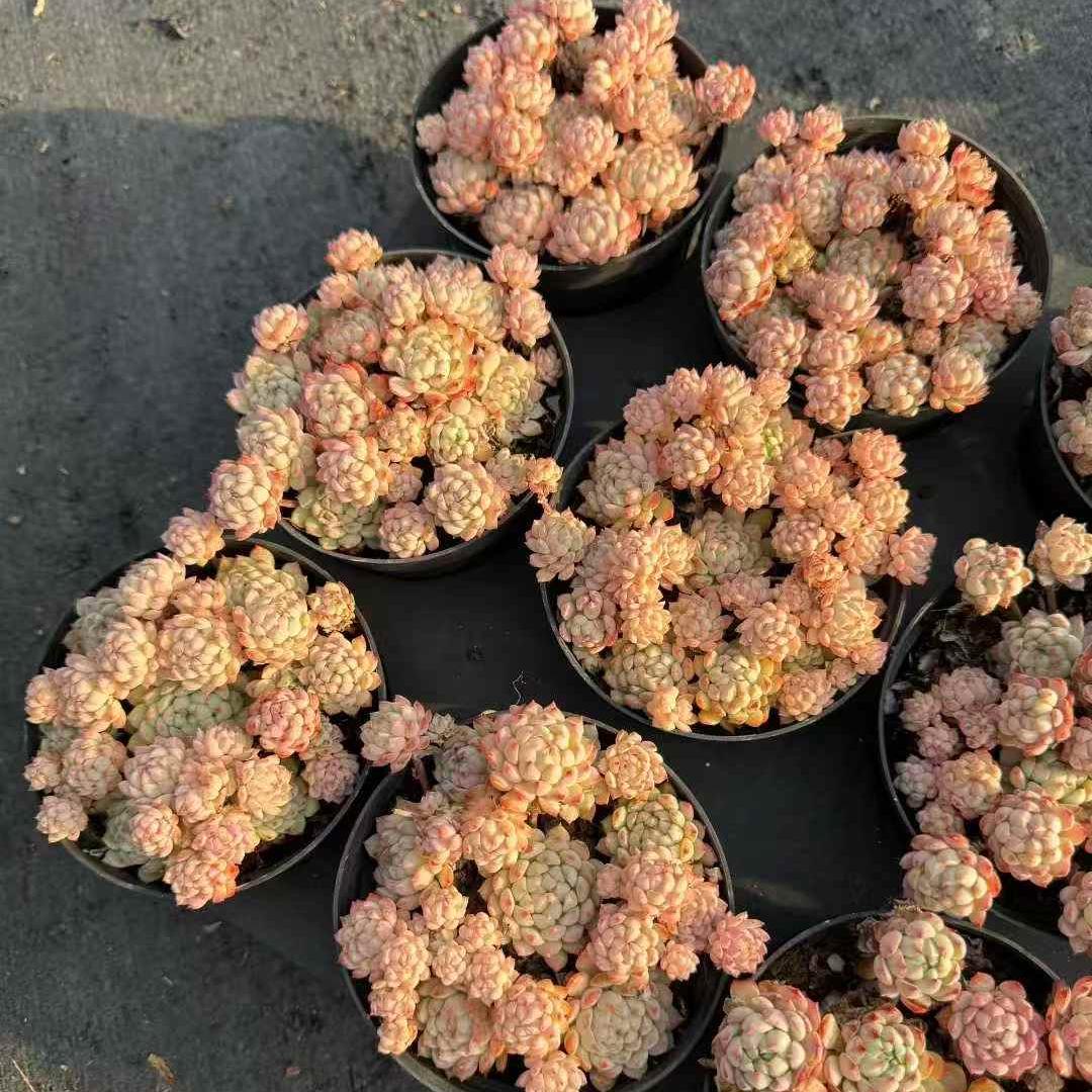 24475 Echeveria Pink Berry (11cm pot size)