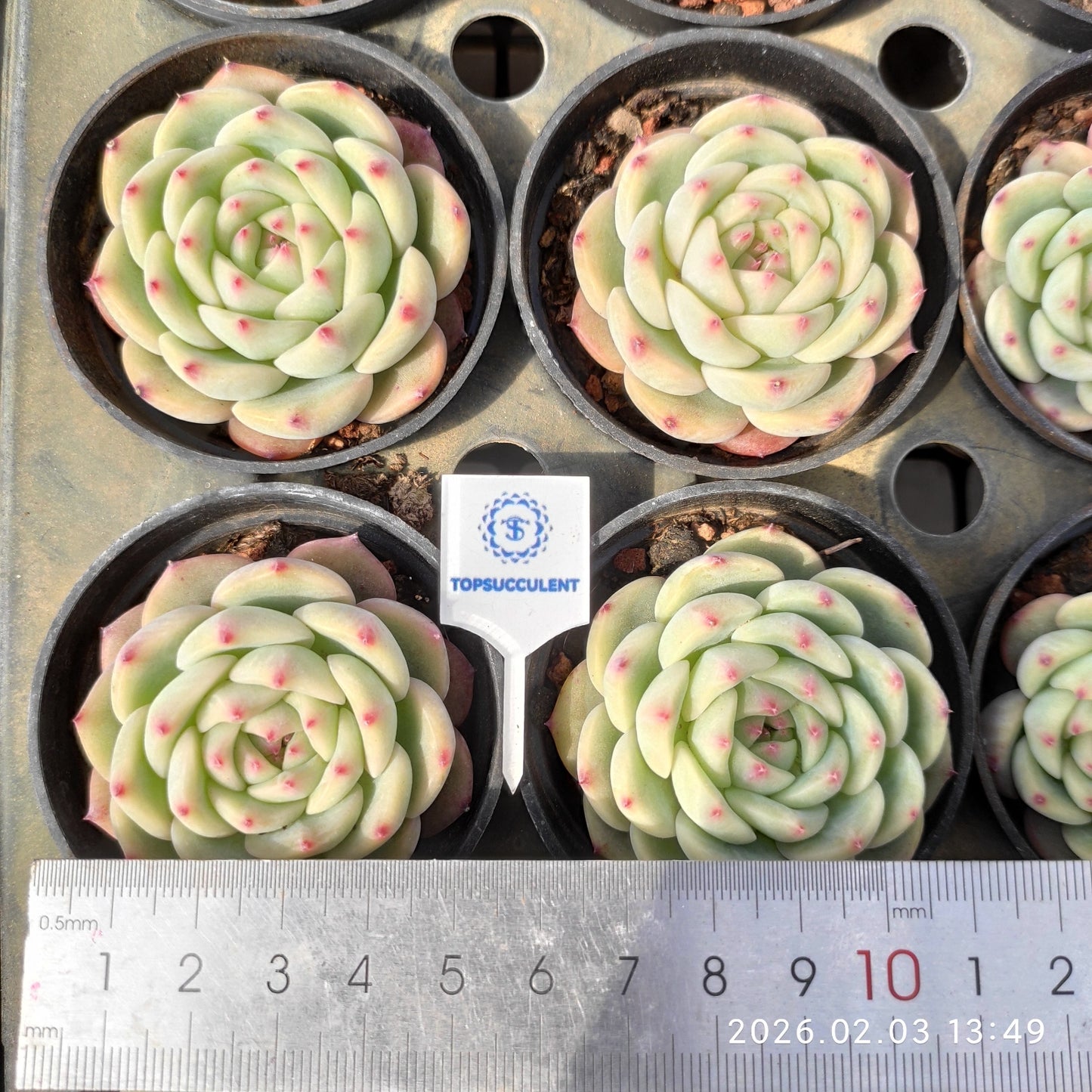 25664 Echeveria Pink Paws (6cm pot size)