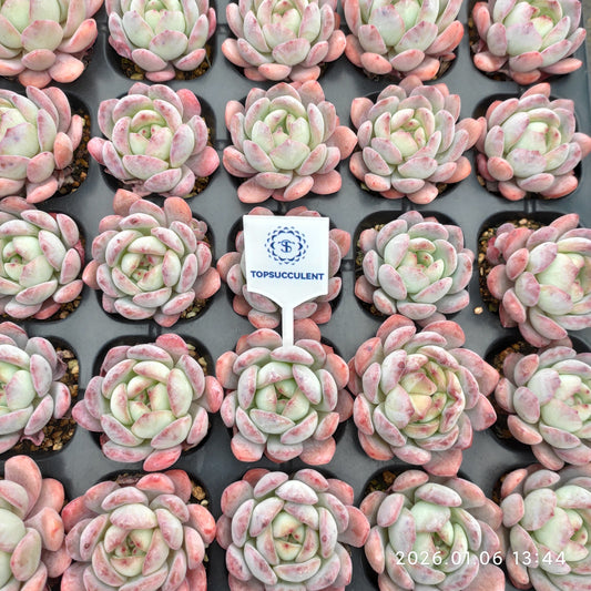 24371 Echeveria Star Mark (5cm pot size)