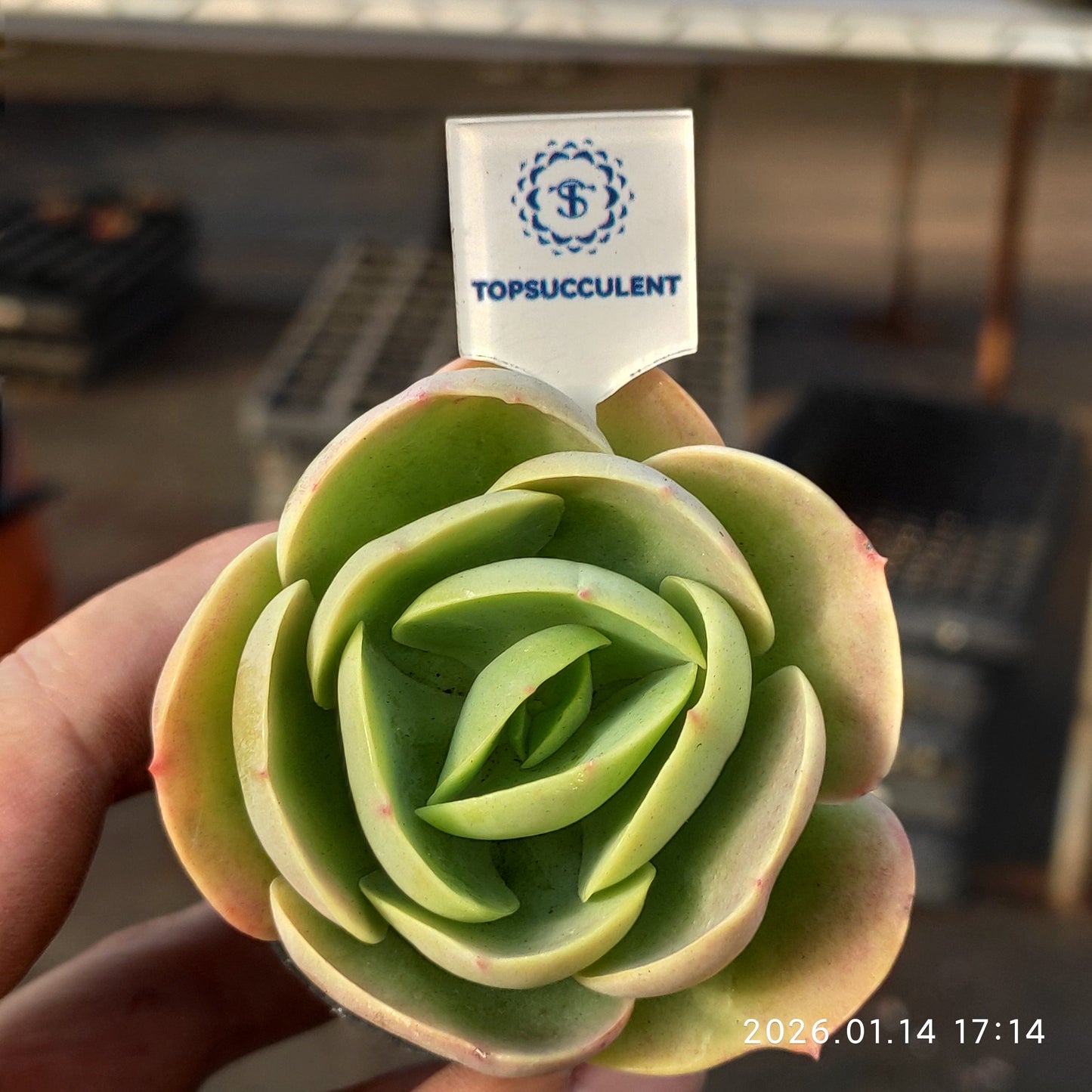 50198 Echeveria Peach Pride (5.5cm pot size)