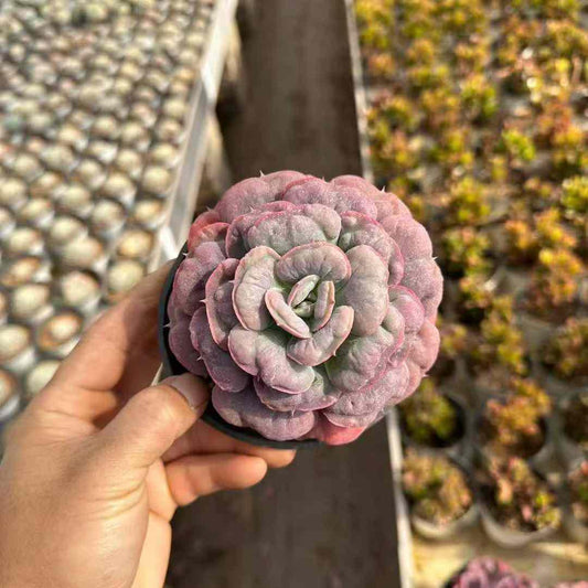 25760 Echeveria Heart Delight (11cm pot size)
