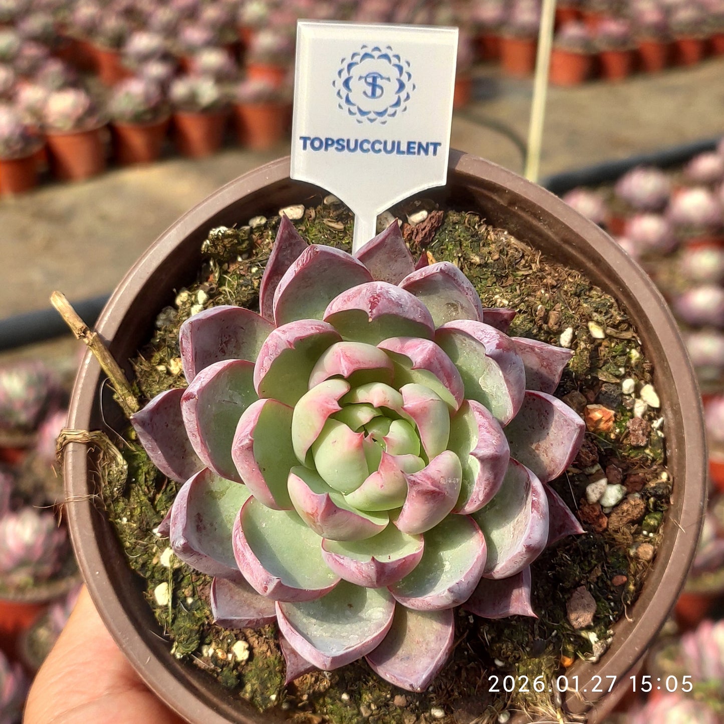 21959 Echeveria Casio (12cm pot size)