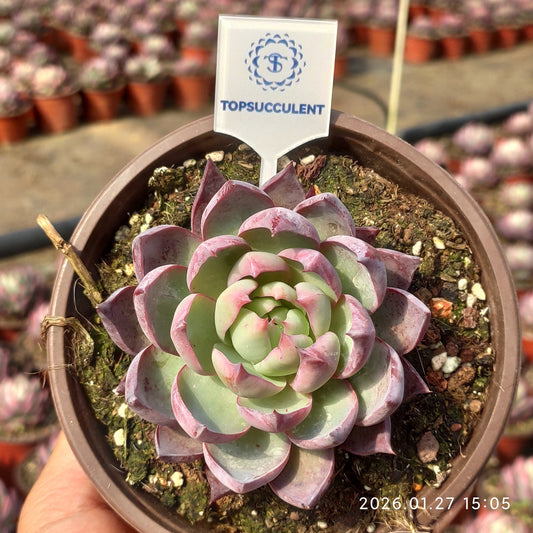 21959 Echeveria Casio (12cm pot size)