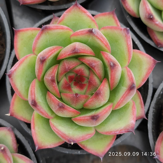 MMT379 Echeveria Moon Stone(5.5cm pot size)