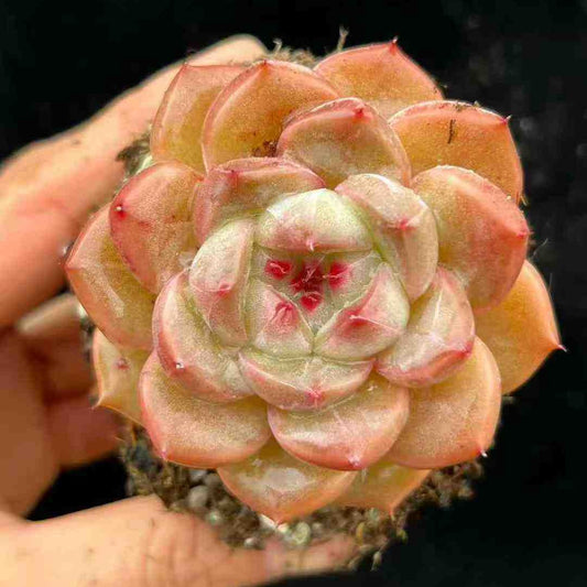 23600 Echeveria Bessefendi (9cm pot size)