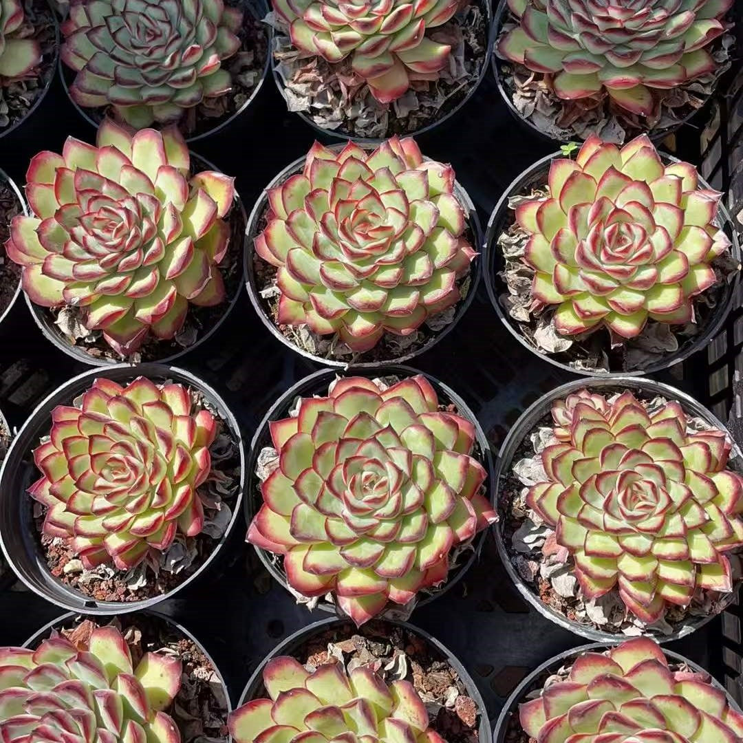 14147 Echeveria Mexico Pulidones (9cm pot size)