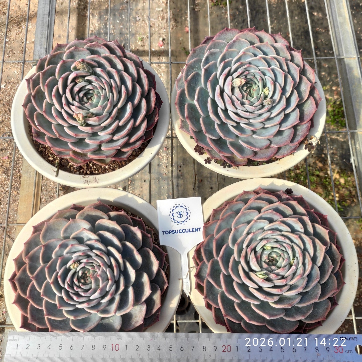 19303 Echeveria Pirate (16cm pot size)