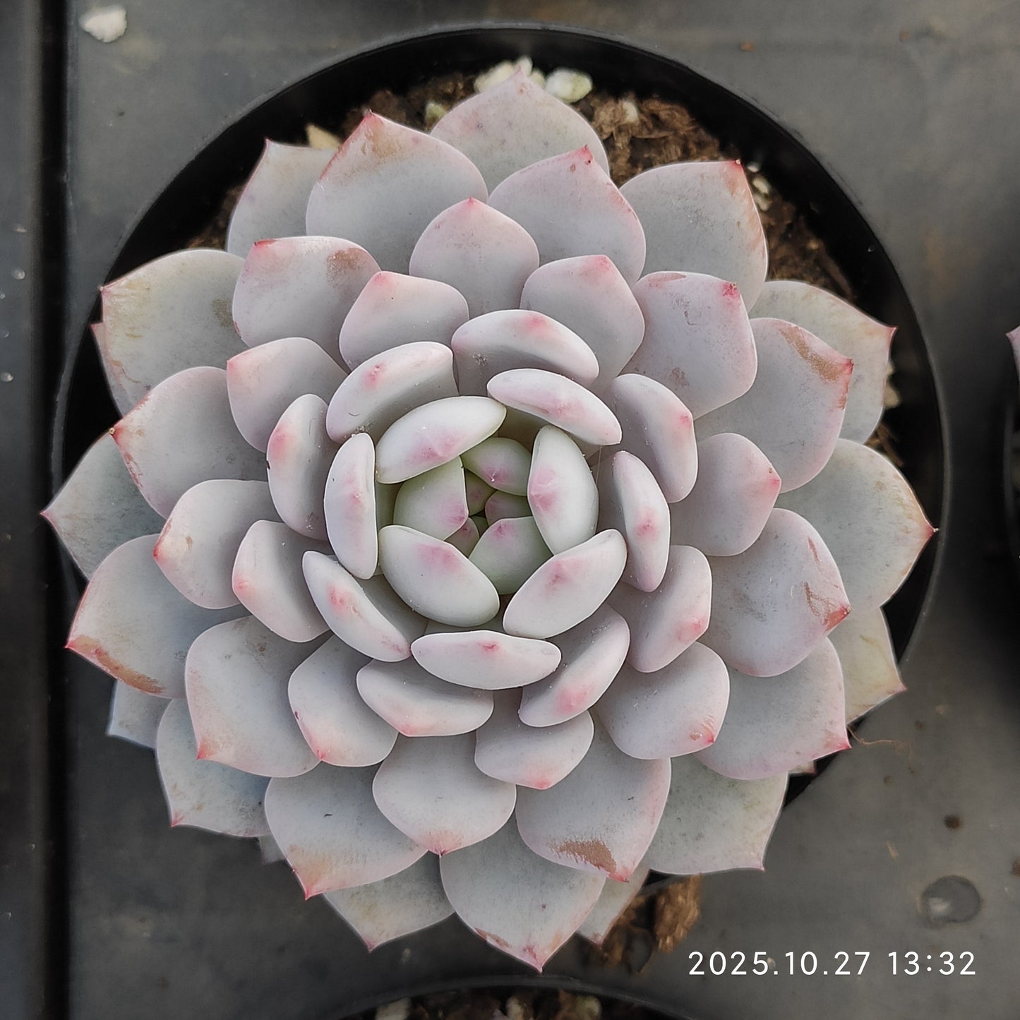 21798 Echeveria Jade Monroe (9cm pot size)