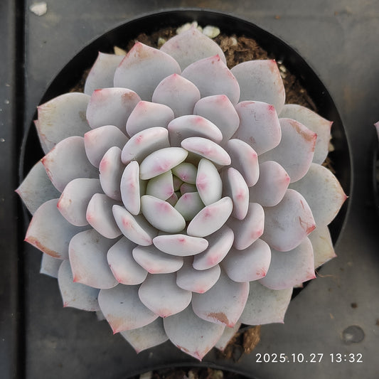 21798 Echeveria Jade Monroe (9cm pot size)