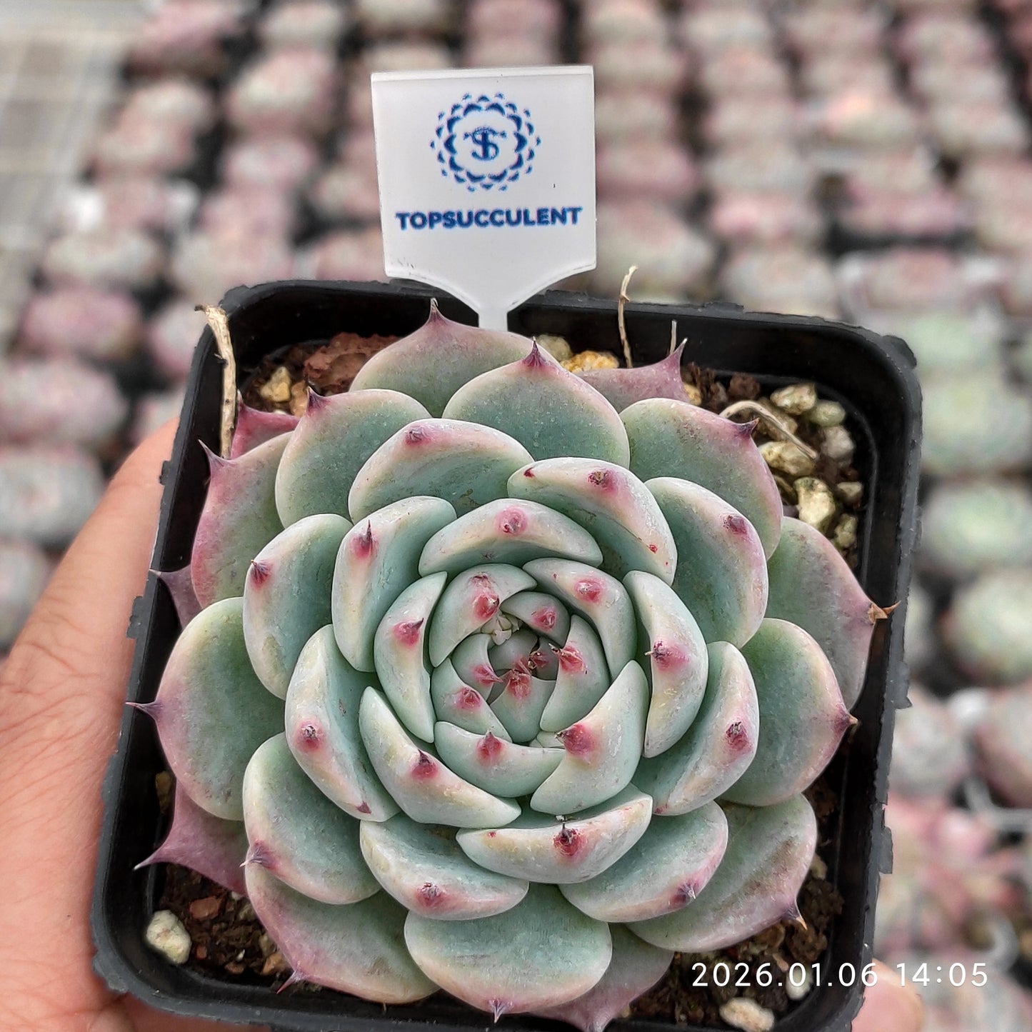 24383 Echeveria Colorata (7cm pot size)