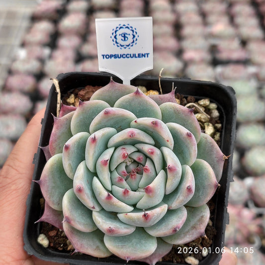 24383 Echeveria Colorata (7cm pot size)