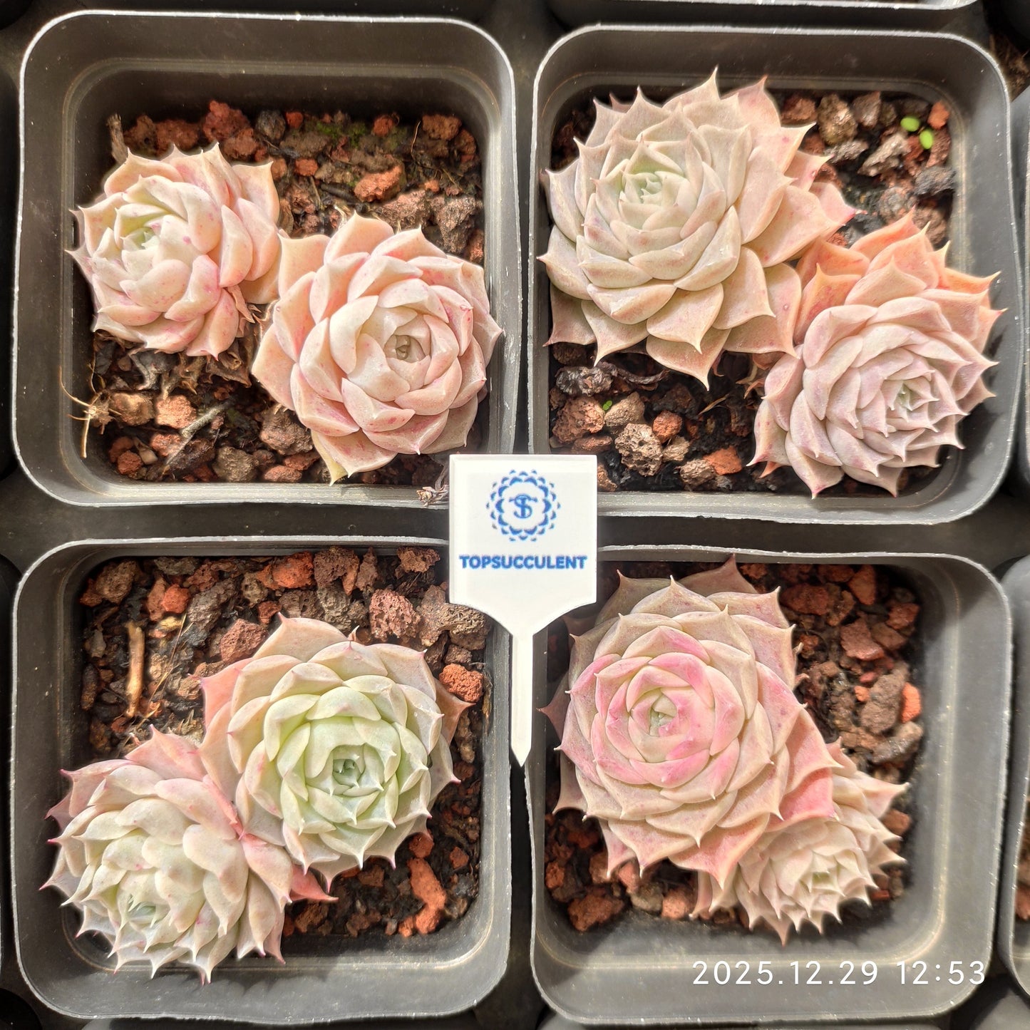 24093 Echeveria Helena Hyb (7cm pot size)