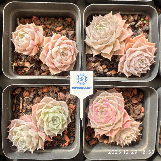 24093 Echeveria Helena Hyb (7cm pot size)