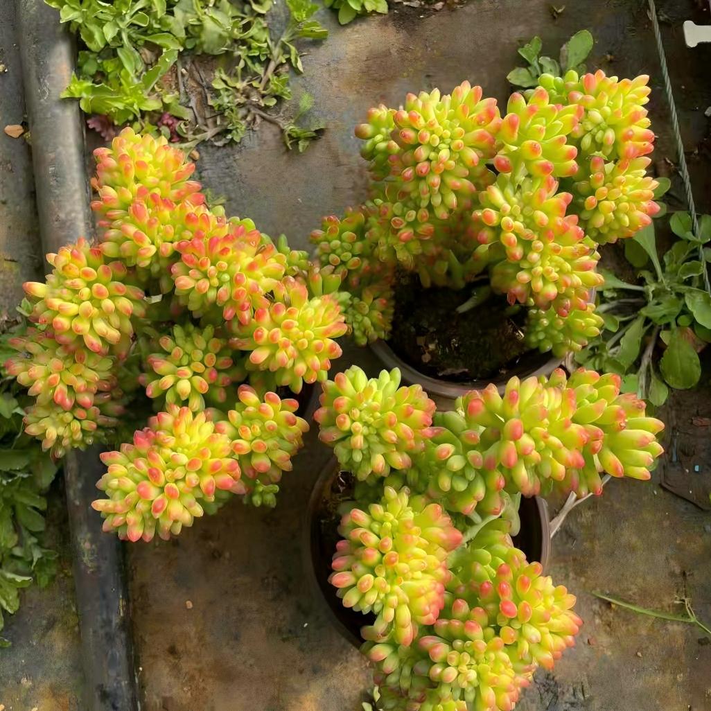 23566 Sedum 'Alice Evans' Cristata (12cm pot size)