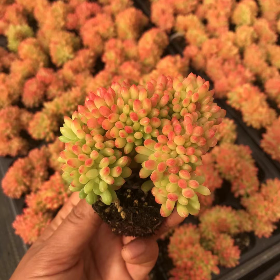 23902 Sedum Lemon Finger Cristata (5cm pot size)