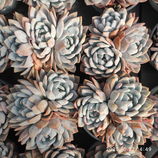 22179 Echeveria Orange Monroe (9cm pot size)