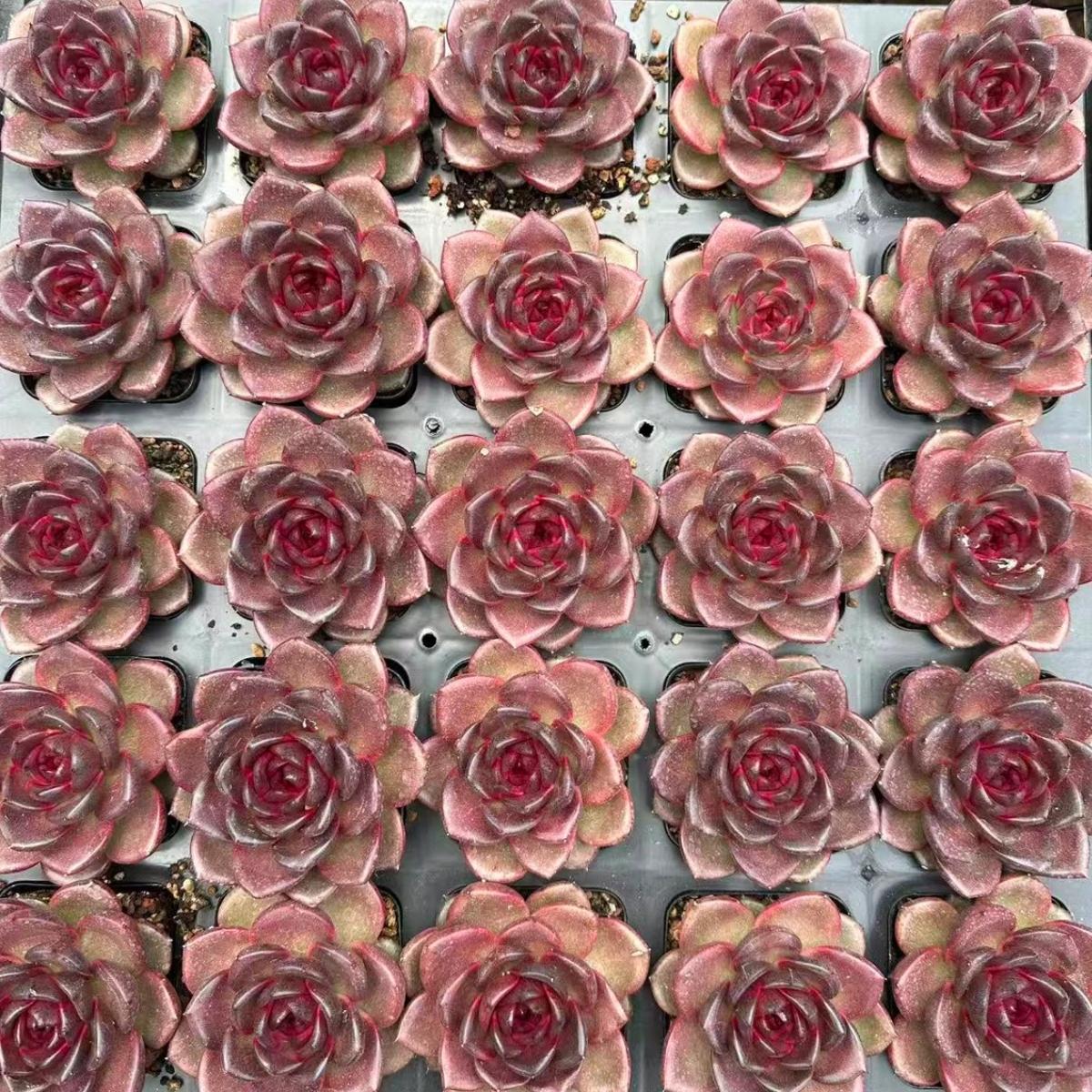 22637 Echeveria Norwegian Forest (7cm pot size)