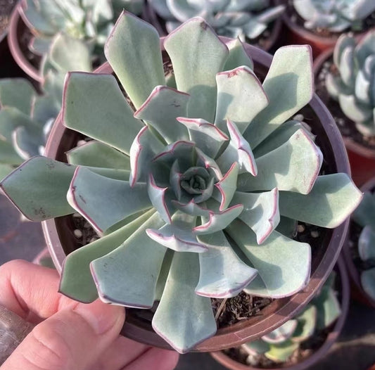 BL1096 Echeveria Strictflora Nova