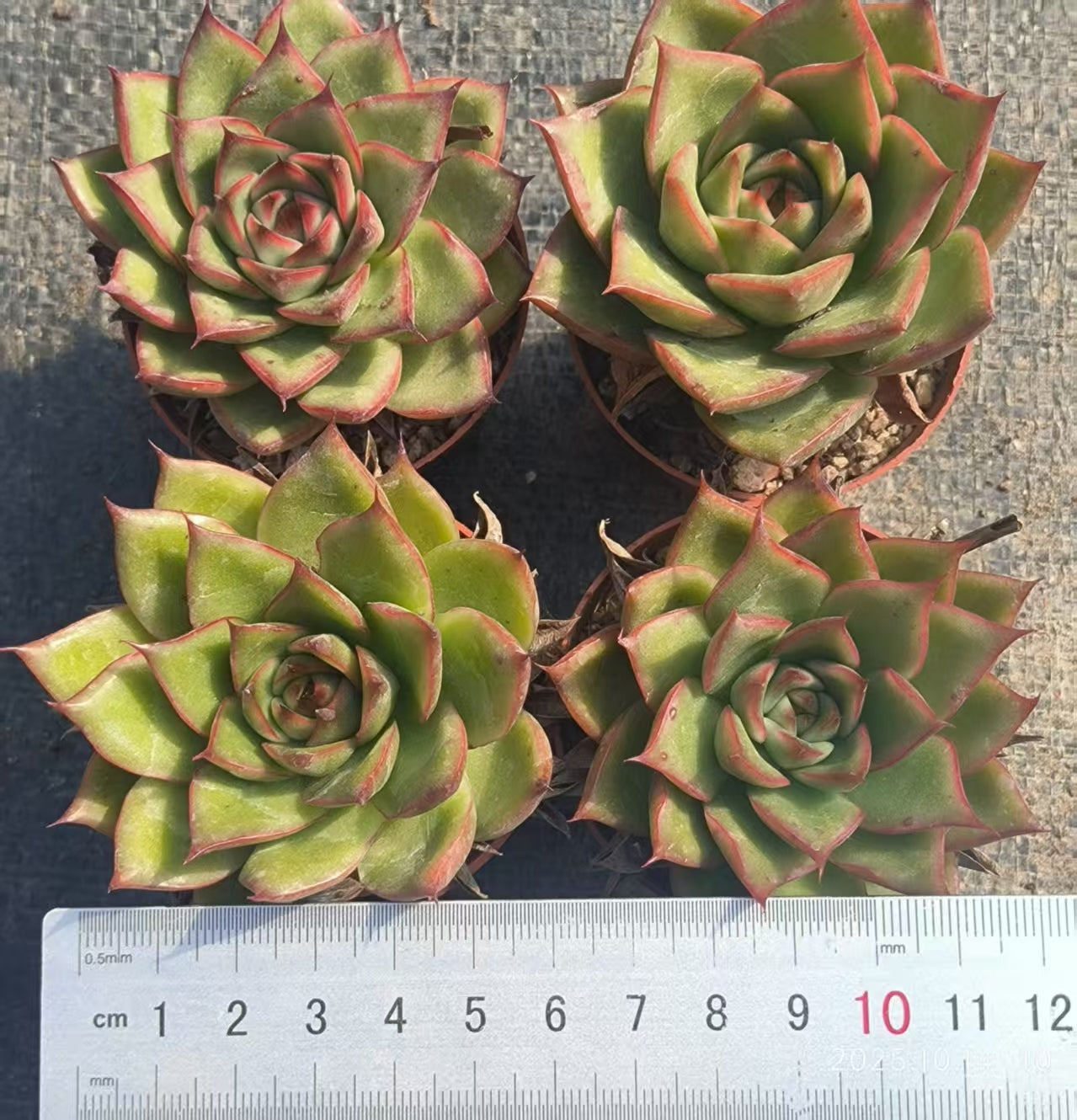 XS951 Echeveria Agavoides Hyb(6.5cm pot size)
