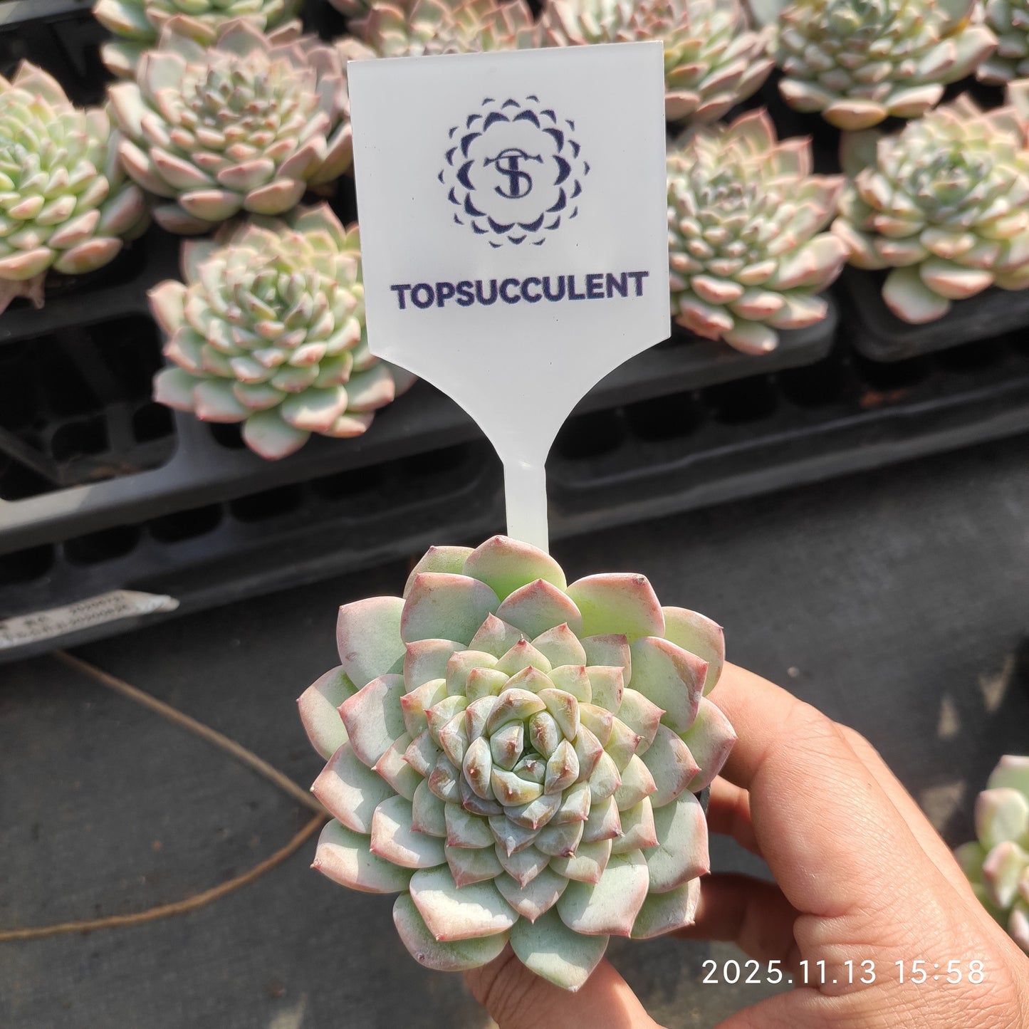 3440 Echeveria Ice Spirit (5.5cm pot size)