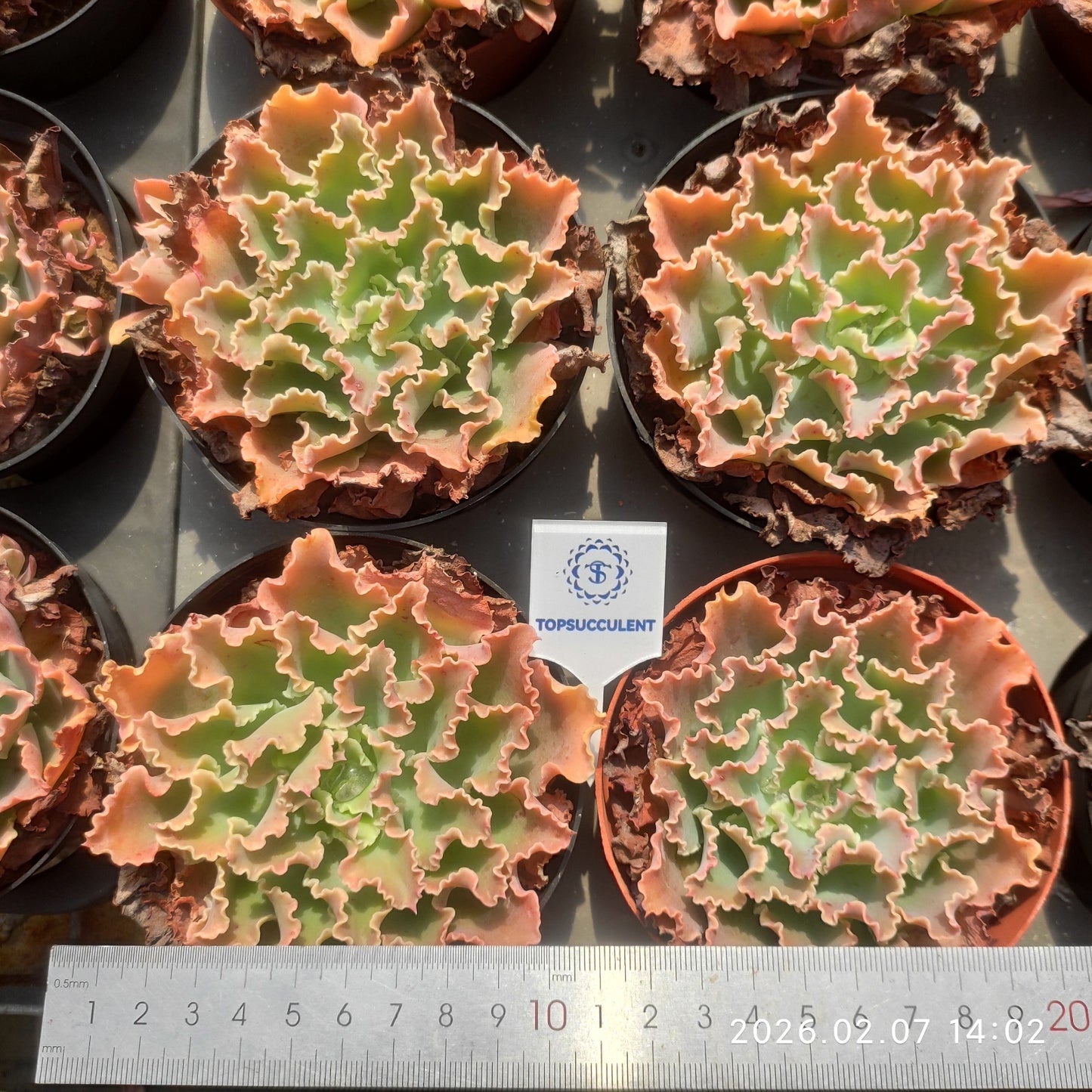 25161 Echeveria Blue Fox (11cm pot size)