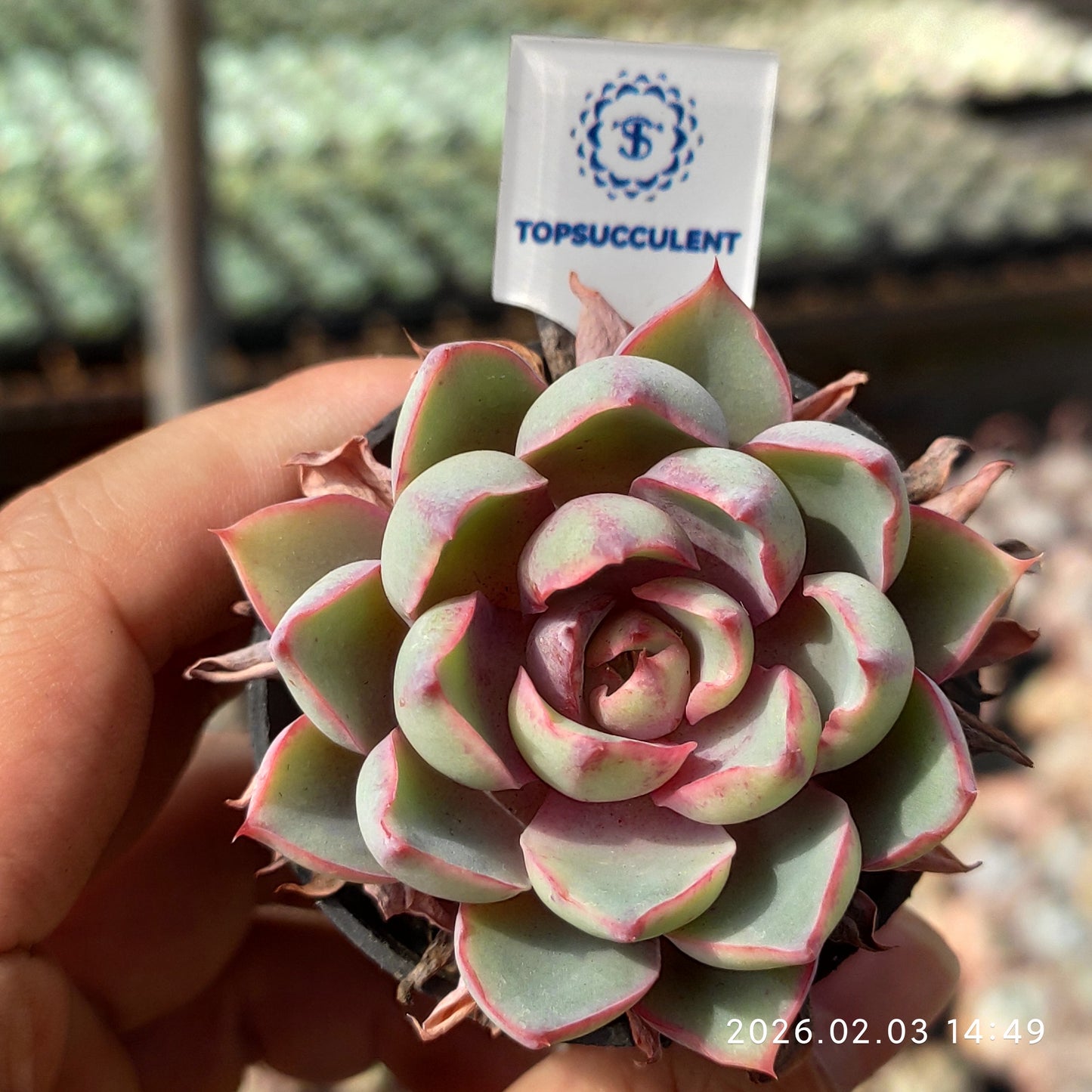 25683 Echeveria Hera (5cm pot size)
