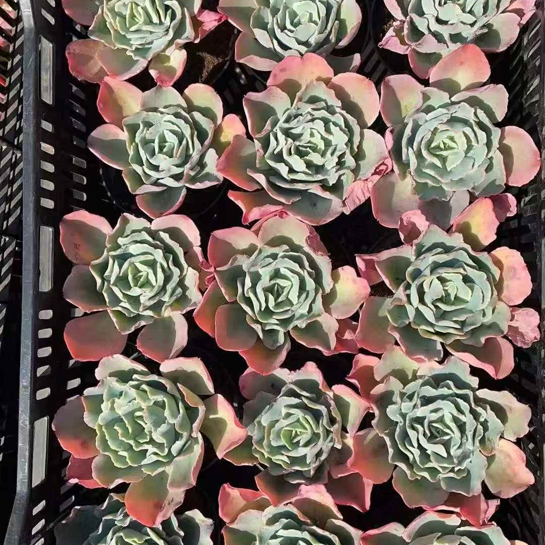 24225 Echeveria Berkeley Light (12cm pot size)