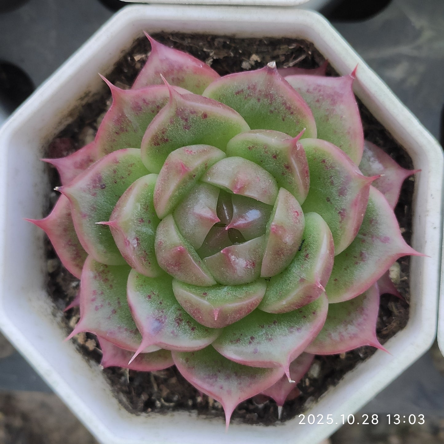 16088 Echeveria Bella Eyelash (7cm pot size)