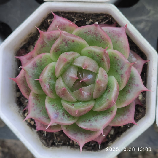 16088 Echeveria Bella Eyelash (7cm pot size)