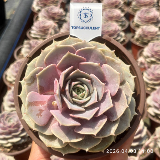 21953 Echeveria Pink Butterfly (12cm pot size)