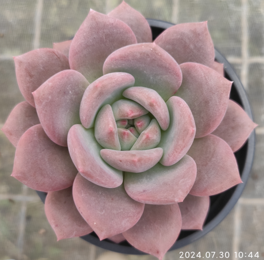 SKL314 Echeveria Ariel