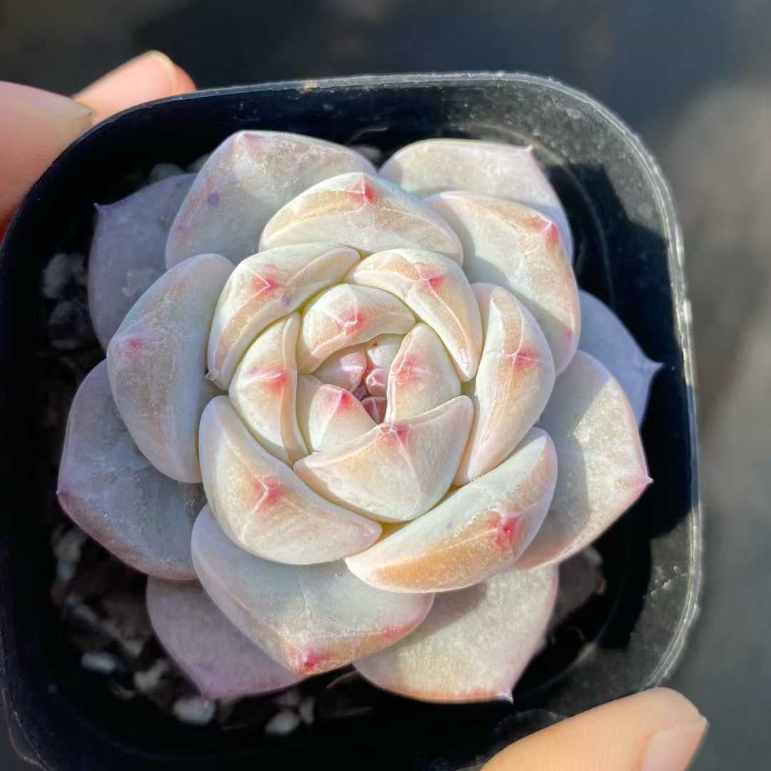 21924 Echeveria Monroe Hyb (6.3cm pot size)