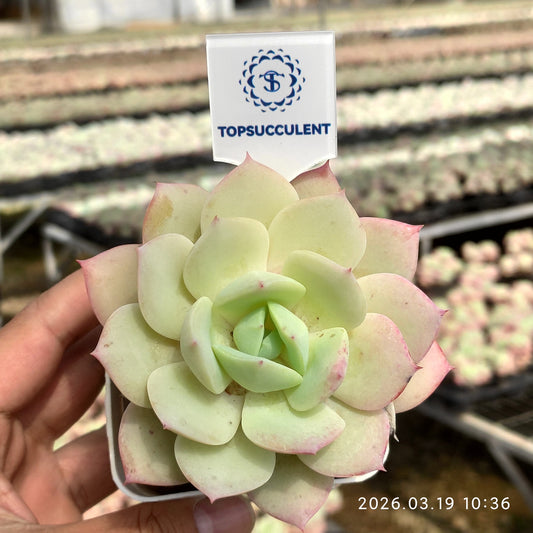 22258 Echeveria Love Tune (7cm pot size)